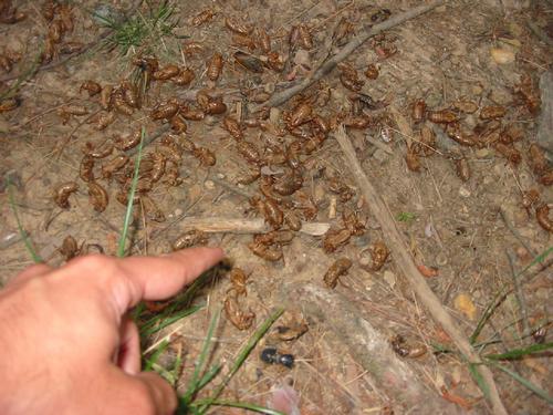 Cicada Exoskeletons