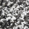 Pine Needles In Snow