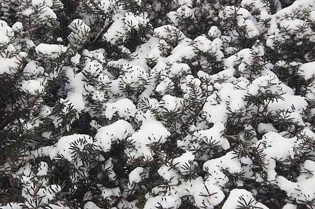 Pine Needles In Snow