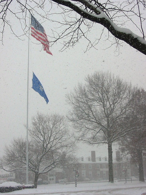 Trees n Flags