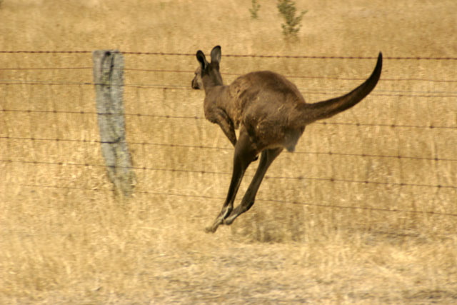 Chasing Roos