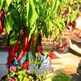 Picking A Peck Of Pickled Portugals