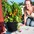 Yellow Pepper Plant