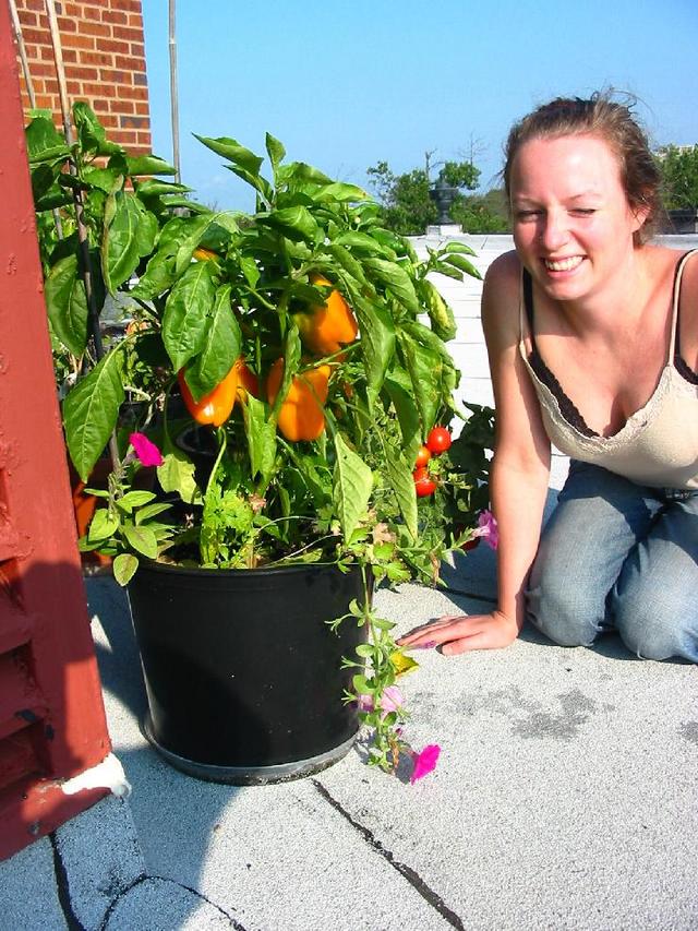 Yellow Pepper Plant