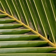Fijian Palm