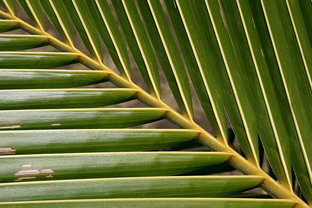 Fijian Palm