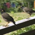 Fijian Pigeons