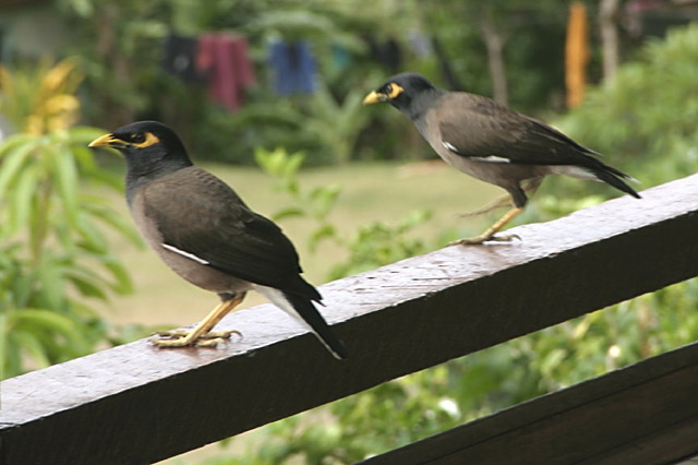 Fijian Pigeons