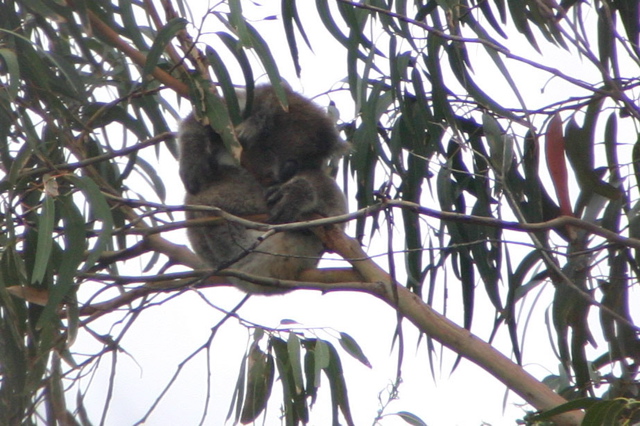 Koala