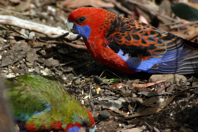 Rosella