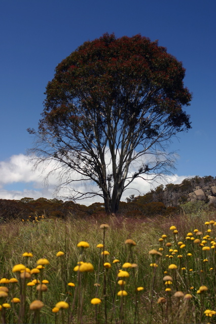 Wildflowers